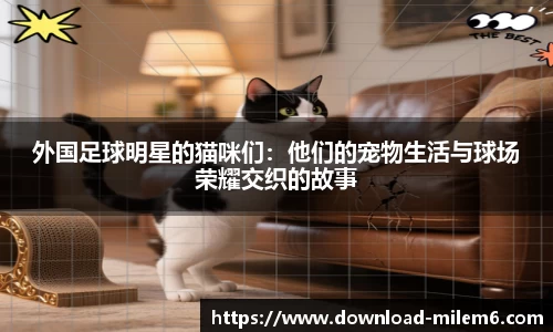 外国足球明星的猫咪们：他们的宠物生活与球场荣耀交织的故事